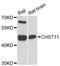 Carbohydrate Sulfotransferase 11 antibody, LS-C748765, Lifespan Biosciences, Western Blot image 