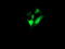 Chaperonin Containing TCP1 Subunit 8 Like 2 antibody, LS-C174265, Lifespan Biosciences, Immunofluorescence image 