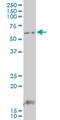 Glial Cells Missing Transcription Factor 1 antibody, H00008521-M04, Novus Biologicals, Western Blot image 