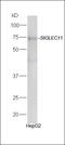 Sialic Acid Binding Ig Like Lectin 11 antibody, orb312975, Biorbyt, Western Blot image 