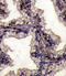 Lactotransferrin antibody, MBS9206904, MyBioSource, Immunohistochemistry frozen image 