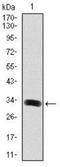 GRB2 Associated Binding Protein 1 antibody, NBP2-37742, Novus Biologicals, Western Blot image 