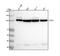 Homeodomain Interacting Protein Kinase 2 antibody, M01371, Boster Biological Technology, Western Blot image 