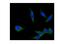 Integrin Subunit Alpha 5 antibody, A01911, Boster Biological Technology, Immunofluorescence image 