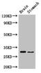 COP9 Signalosome Subunit 7B antibody, LS-C398503, Lifespan Biosciences, Western Blot image 