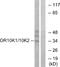 Olfactory Receptor Family 10 Subfamily K Member 1 antibody, A17529, Boster Biological Technology, Western Blot image 