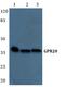 G Protein-Coupled Receptor 20 antibody, PA5-75519, Invitrogen Antibodies, Western Blot image 