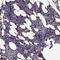 Cystatin F antibody, NBP2-13881, Novus Biologicals, Immunohistochemistry frozen image 