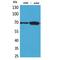 X-Ray Repair Cross Complementing 6 antibody, LS-C387098, Lifespan Biosciences, Western Blot image 