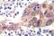 Serine/Threonine Kinase 11 antibody, PA5-36893, Invitrogen Antibodies, Immunohistochemistry frozen image 