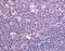 Atypical Chemokine Receptor 3 antibody, orb87663, Biorbyt, Immunohistochemistry paraffin image 
