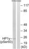 Chromobox 3 antibody, abx012648, Abbexa, Western Blot image 