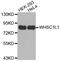 Nuclear Receptor Binding SET Domain Protein 3 antibody, MBS126577, MyBioSource, Western Blot image 