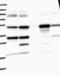 Mitochondrial Ribosomal Protein L44 antibody, NBP1-82284, Novus Biologicals, Western Blot image 