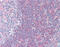 Protein Phosphatase 3 Regulatory Subunit B, Alpha antibody, 51-131, ProSci, Immunohistochemistry paraffin image 