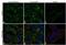 Paxillin antibody, MA5-13356, Invitrogen Antibodies, Immunofluorescence image 