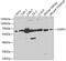 UDP-Glucose 6-Dehydrogenase antibody, GTX32948, GeneTex, Western Blot image 