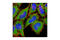 Eukaryotic Translation Elongation Factor 2 antibody, 2332S, Cell Signaling Technology, Immunofluorescence image 
