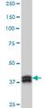 Muscleblind Like Splicing Regulator 1 antibody, H00004154-M02, Novus Biologicals, Western Blot image 