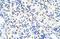 DEAD-Box Helicase 47 antibody, A10273, Boster Biological Technology, Immunohistochemistry frozen image 