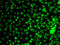 Kruppel Like Factor 9 antibody, STJ29276, St John