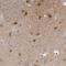 N-Terminal EF-Hand Calcium Binding Protein 1 antibody, HPA023629, Atlas Antibodies, Immunohistochemistry frozen image 