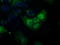 Nitrilase Family Member 2 antibody, TA501098, Origene, Immunofluorescence image 