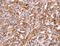 Intercellular Adhesion Molecule 5 antibody, LS-C403231, Lifespan Biosciences, Immunohistochemistry frozen image 