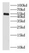 Gamma-Aminobutyric Acid Type A Receptor Alpha3 Subunit antibody, FNab03284, FineTest, Western Blot image 