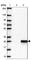 Crystallin Gamma N antibody, HPA050788, Atlas Antibodies, Western Blot image 