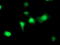 Eukaryotic Translation Initiation Factor 2B Subunit Gamma antibody, TA503537, Origene, Immunofluorescence image 