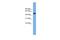 Amyloid Beta Precursor Protein Binding Family B Member 3 antibody, A12763, Boster Biological Technology, Western Blot image 