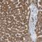 ER Lipid Raft Associated 1 antibody, NBP1-88539, Novus Biologicals, Immunohistochemistry paraffin image 