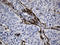 C-Type Lectin Domain Family 4 Member M antibody, LS-C799675, Lifespan Biosciences, Immunohistochemistry paraffin image 