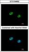 Interferon Regulatory Factor 5 antibody, GTX104852, GeneTex, Immunofluorescence image 