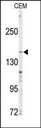 ATP Binding Cassette Subfamily C Member 4 antibody, AP14083PU-N, Origene, Western Blot image 
