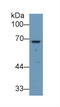 Angiopoietin 2 antibody, MBS2002946, MyBioSource, Western Blot image 