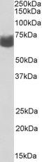 Anti-Mullerian Hormone Receptor Type 2 antibody, LS-C502291, Lifespan Biosciences, Western Blot image 