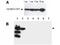 Small ubiquitin-related modifier 3 antibody, TA319194, Origene, Western Blot image 