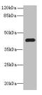 PNMA Family Member 1 antibody, A60322-100, Epigentek, Western Blot image 