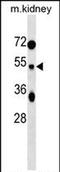 Tuftelin 1 antibody, PA5-72117, Invitrogen Antibodies, Western Blot image 