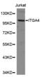 CD49D antibody, LS-C331080, Lifespan Biosciences, Western Blot image 