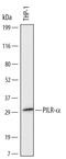 Paired Immunoglobin Like Type 2 Receptor Alpha antibody, MAB6484, R&D Systems, Western Blot image 