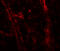 Teneurin Transmembrane Protein 3 antibody, 8151, ProSci, Immunofluorescence image 