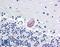 Lysophosphatidylcholine Acyltransferase 1 antibody, LS-A9903, Lifespan Biosciences, Immunohistochemistry frozen image 