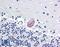 Lysophosphatidylcholine acyltransferase 1 antibody, LS-A9903, Lifespan Biosciences, Immunohistochemistry frozen image 