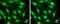 Protein cereblon antibody, PA5-78492, Invitrogen Antibodies, Immunofluorescence image 