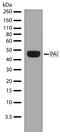 Serpin Family E Member 1 antibody, 701096, Invitrogen Antibodies, Western Blot image 