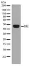 Serpin Family E Member 1 antibody, 701096, Invitrogen Antibodies, Western Blot image 