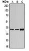 CD1e Molecule antibody, orb213683, Biorbyt, Western Blot image 